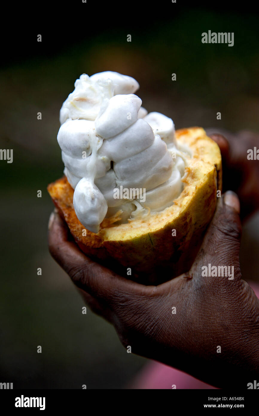 Les grains de cacao sur l'île de Sao Tomé-et-Principe Banque D'Images