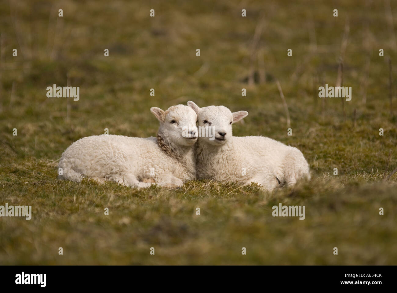 Agneaux Gallois se détendre sur une montagne. Banque D'Images