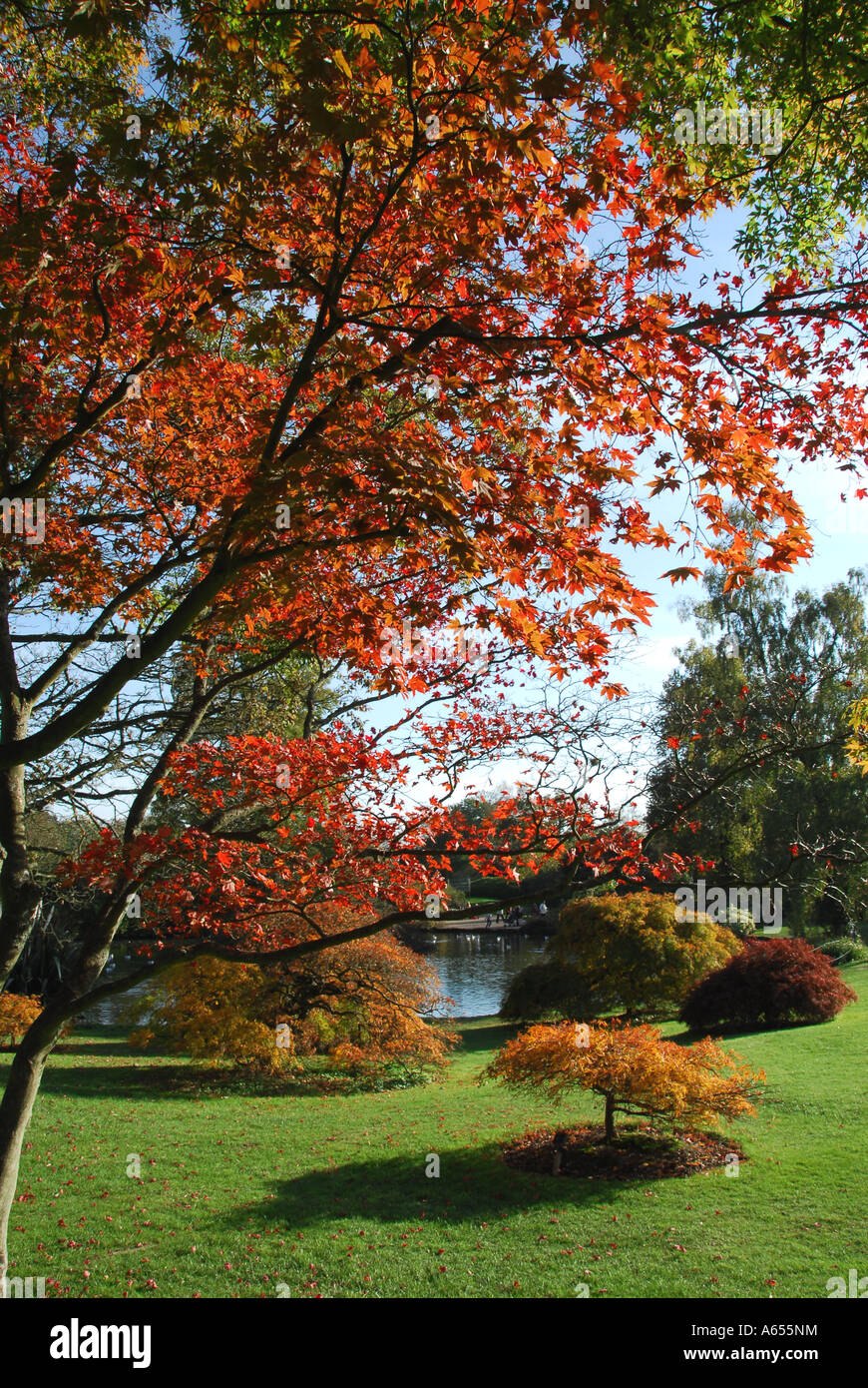 Automne feuillage spectaculaire sur l'affichage à Wakehurst Place dans West Sussex UK Banque D'Images