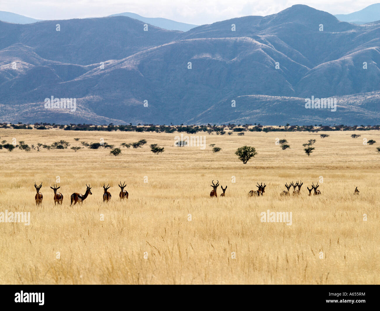 L'hardy Springbok prospèrent dans la vallée de Hartmann à distance dans le nord-ouest de la Namibie qui est un lieu de beauté naturelle exceptionnelle Banque D'Images