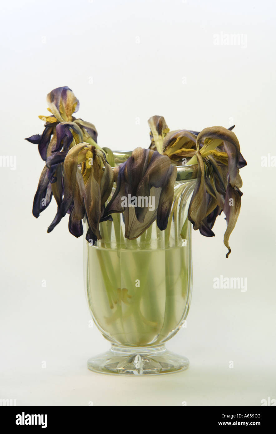 Les fleurs mortes dans un vase Banque D'Images