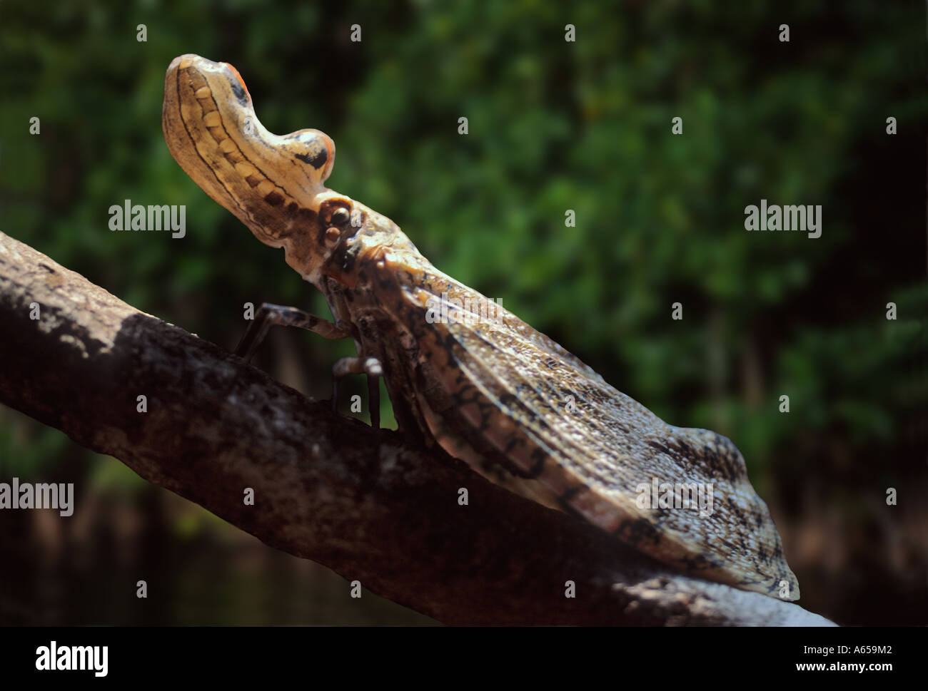 Lanterne d'Amérique du Sud, fly Lanternaria sp., le long d'une berge, forêt amazonienne, Loreto, Pérou Banque D'Images