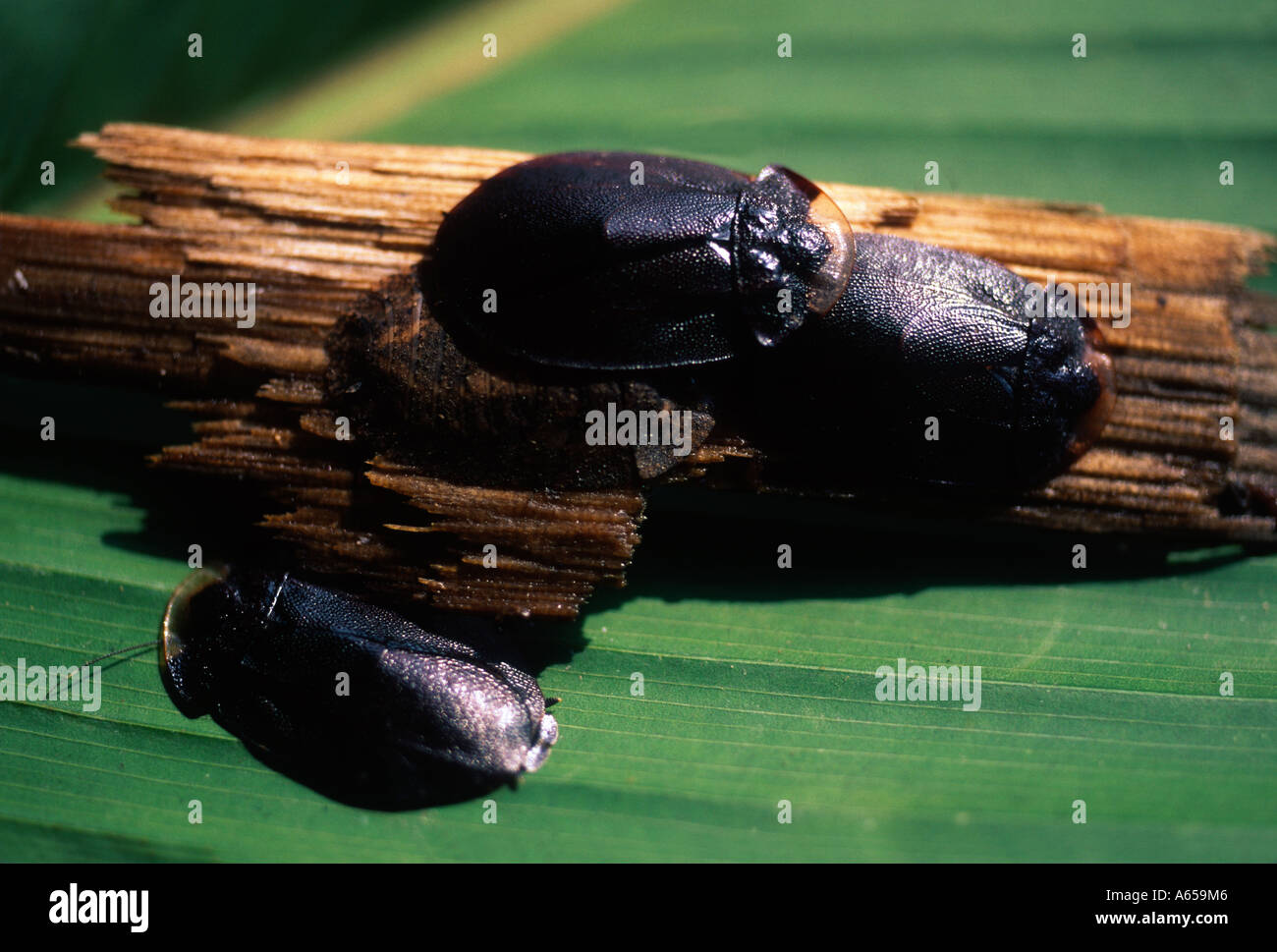 Les cafards, Amazon, Loreto, Pérou Banque D'Images