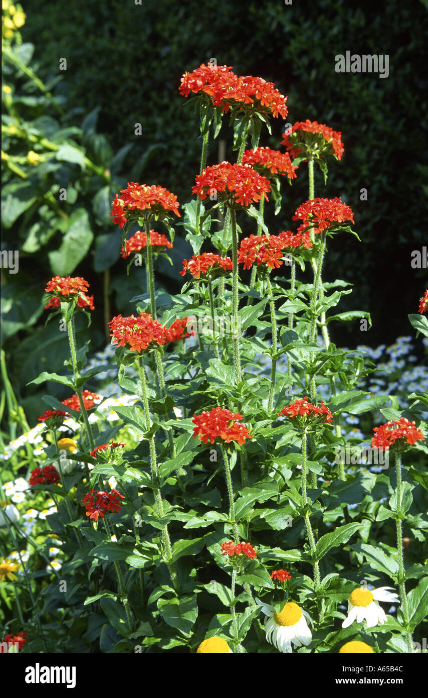 Lychnis chalcedonica Banque D'Images