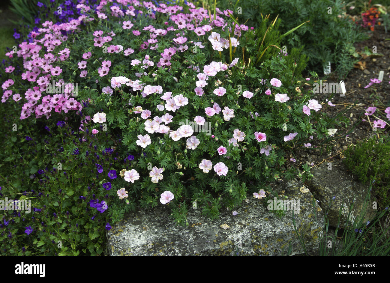 Geranium sanguineum splendens Banque de photographies et d'images à haute  résolution - Alamy