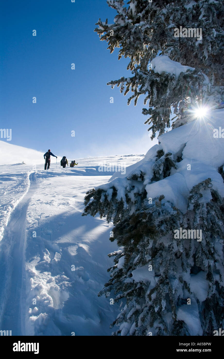 Ski de randonnée dans les montagnes, au Colorado Banque D'Images