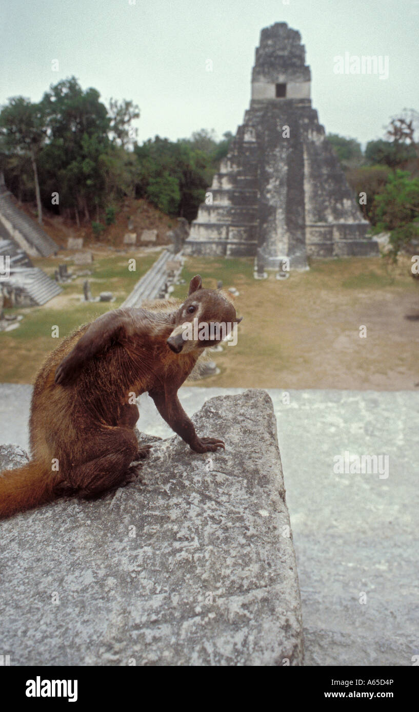 Tikal au Guatemala un coatimundi est assis parmi les ruines mayas dans le parc national de Tikal Banque D'Images