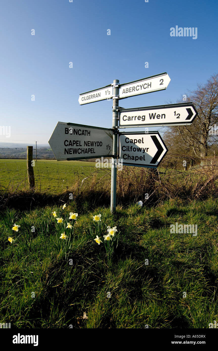 La signalisation routière au carrefour près de cenarth ceredigion Pays de Galles sur un après-midi de printemps de jonquilles en fleur UK Banque D'Images