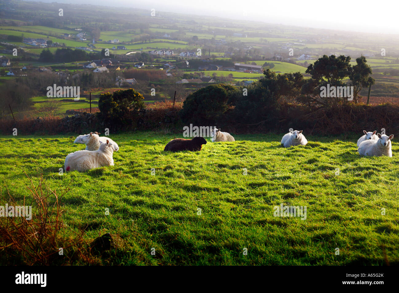 Des moutons paissant sur colline à Carlingford en Irlande Banque D'Images