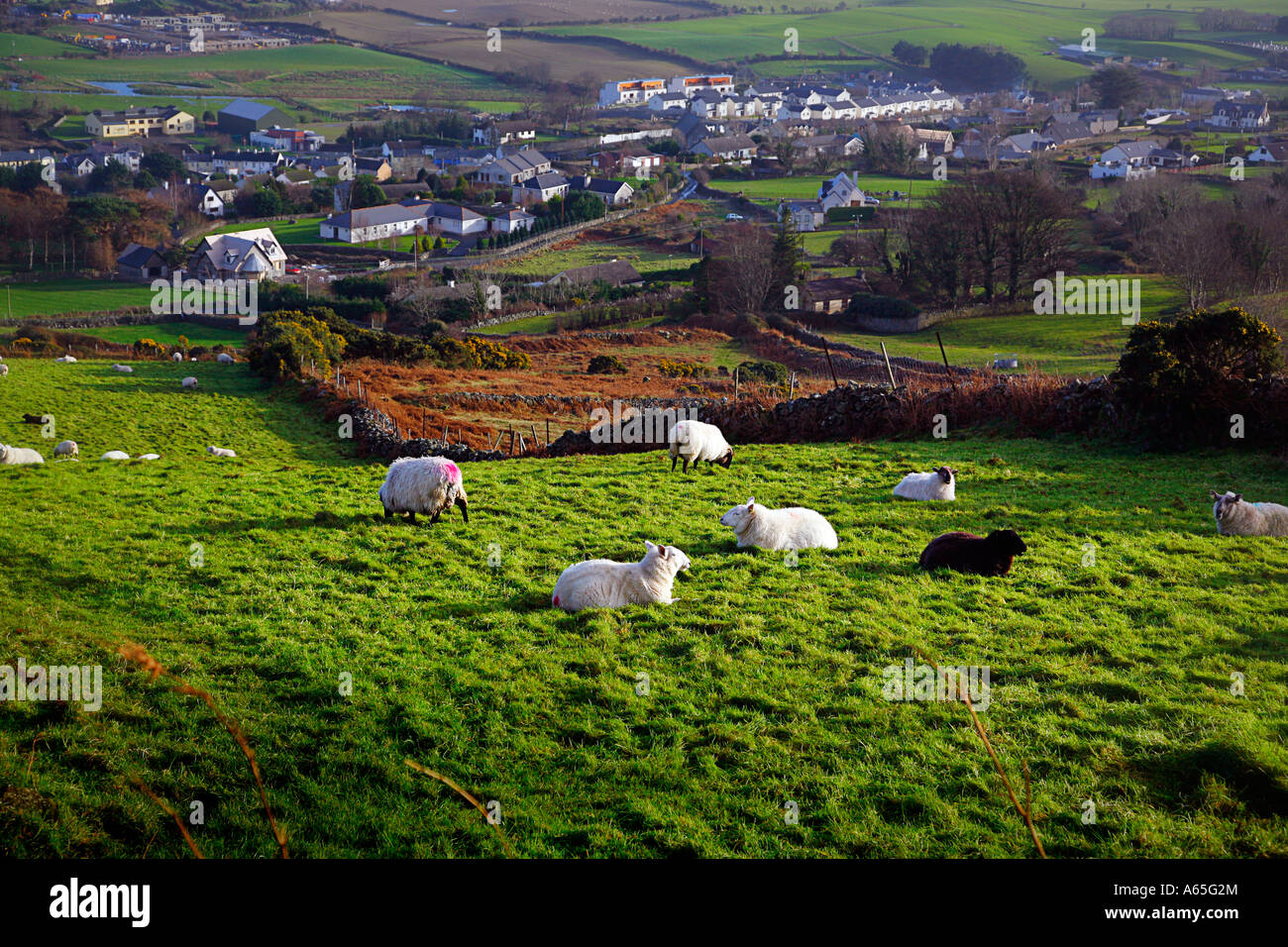 1 moutons Carlingford Banque D'Images