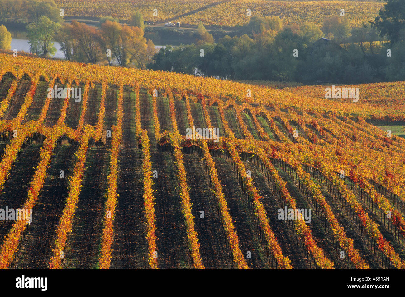 Vignes en automne à Artesa Winery région de Carneros Napa County en Californie Banque D'Images