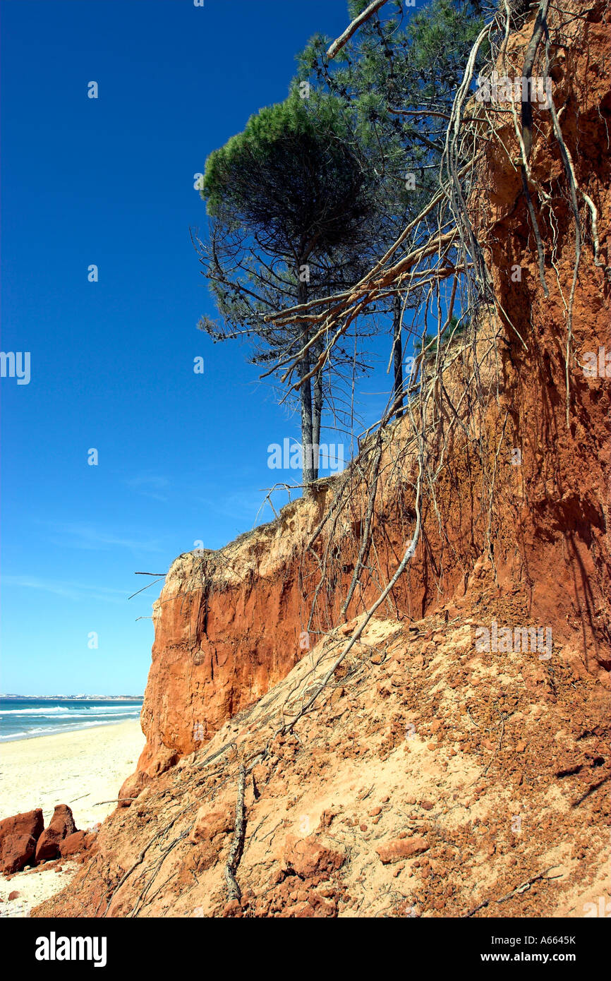 Cliff grave érosion exposant le système racinaire des arbres poussant sur le littoral de l'Algarve au sud du Portugal. Banque D'Images