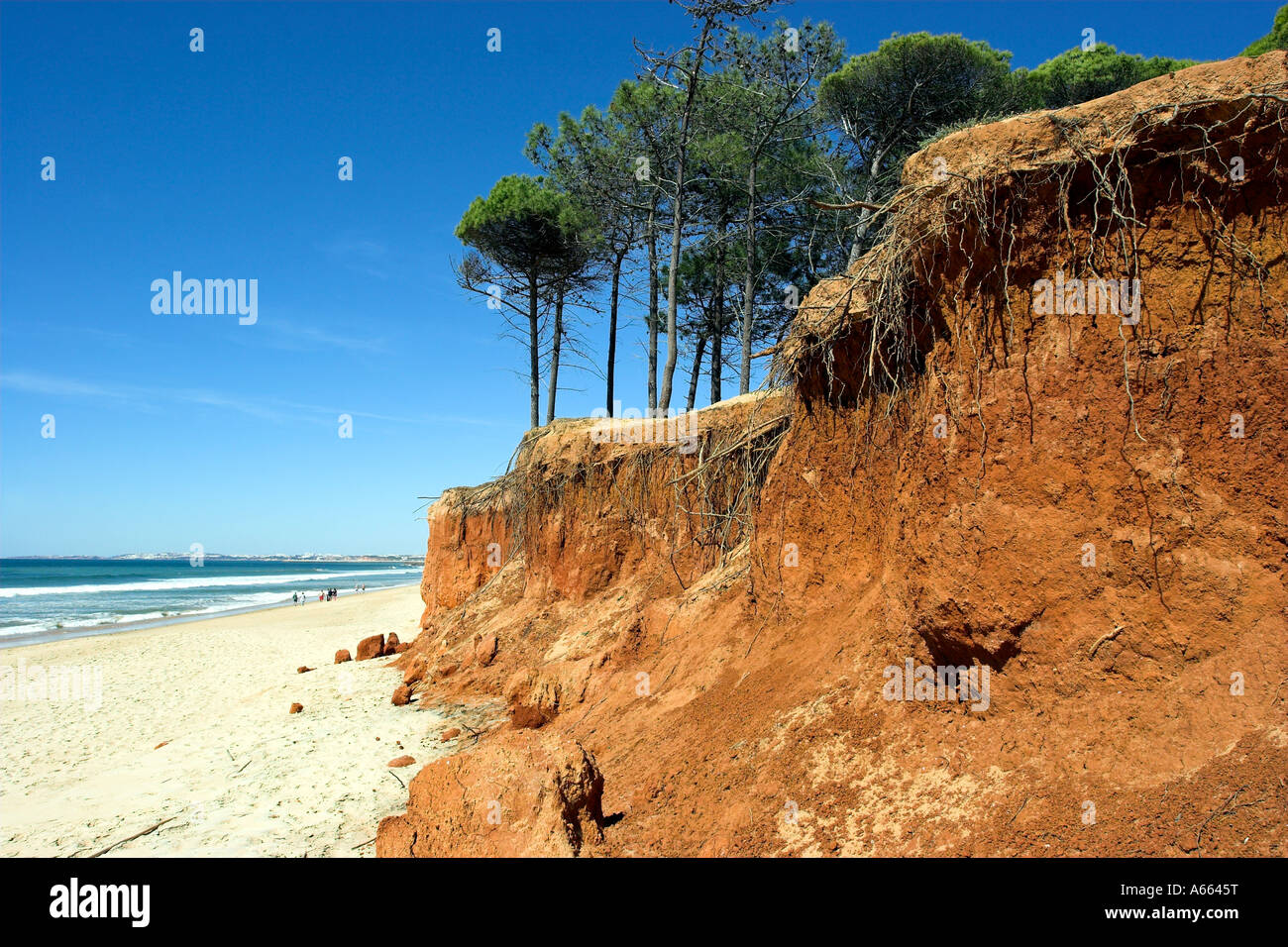Cliff grave érosion exposant le système racinaire des arbres poussant sur le littoral de l'Algarve au sud du Portugal. Banque D'Images