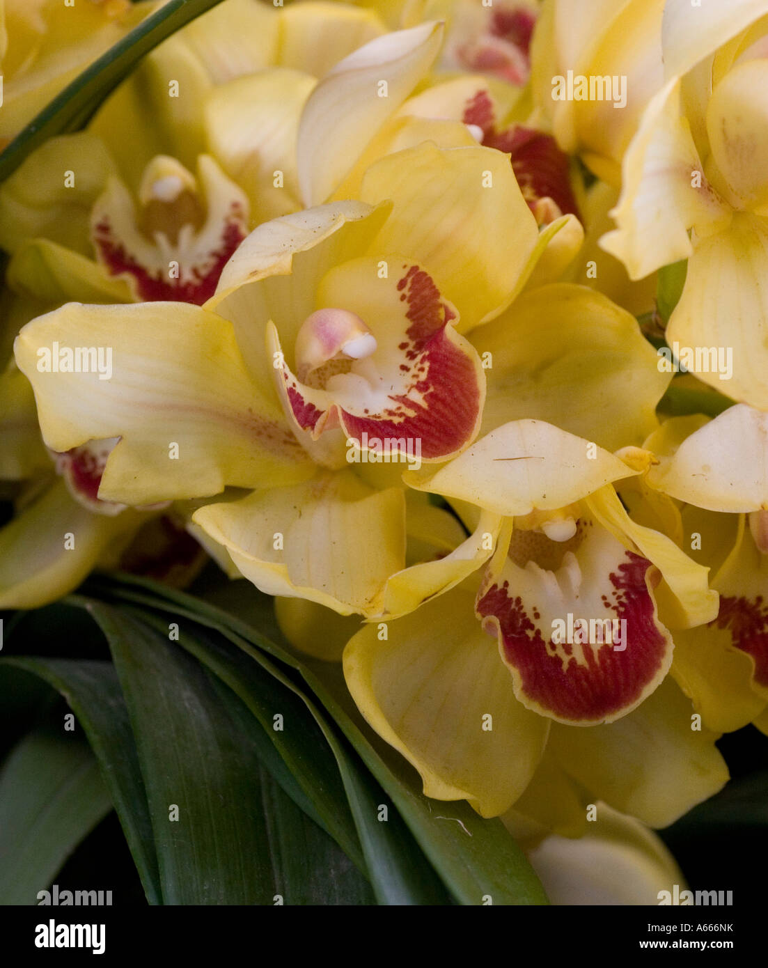 Cymbidium Crescent larmes. Orchid corsage asiatique Banque D'Images