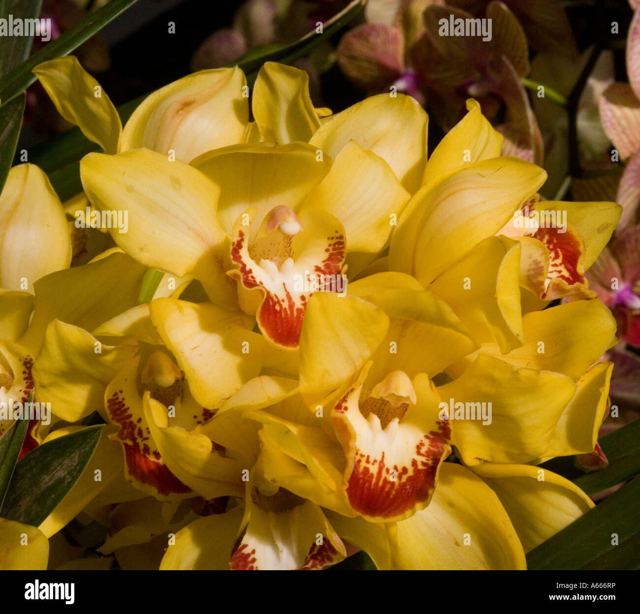 Cymbidium Crescent larmes. Orchid corsage asiatique Banque D'Images