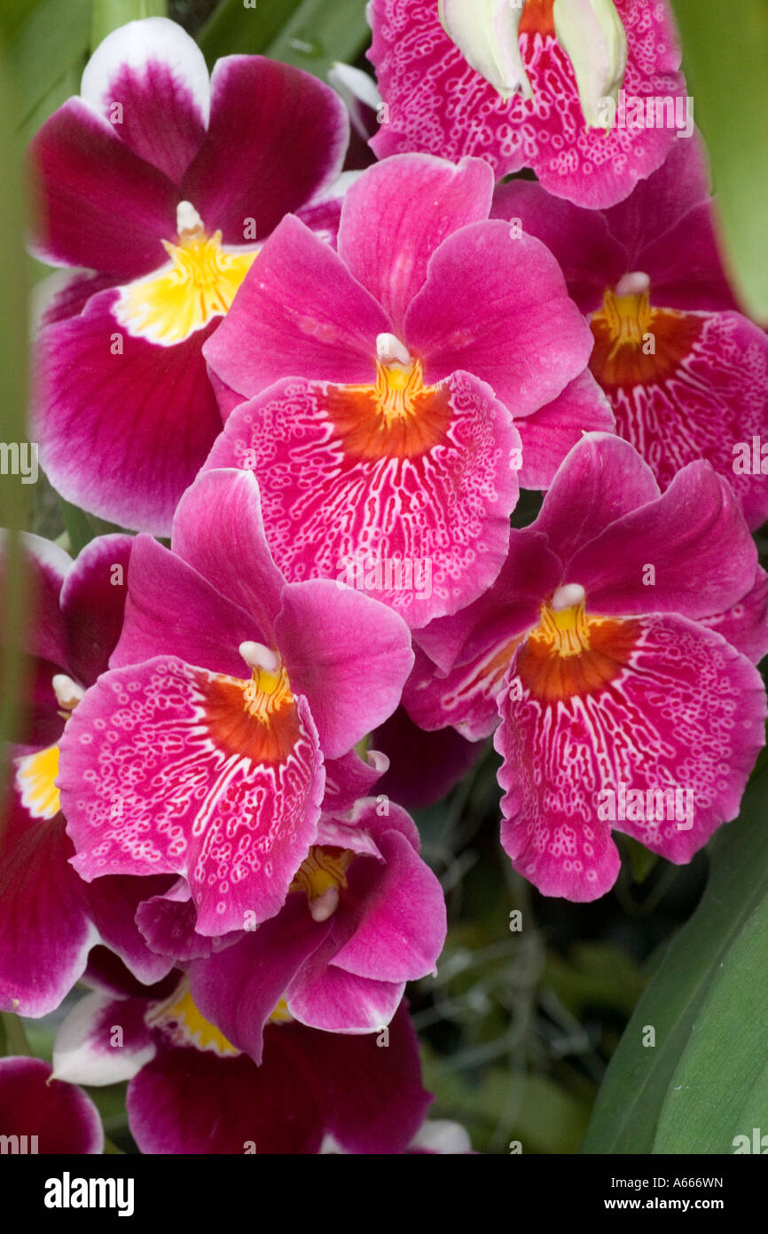 Orchid Philodendron 'Hope'. New York Botanical Gardens Orchid show, NEW YORK USA Banque D'Images