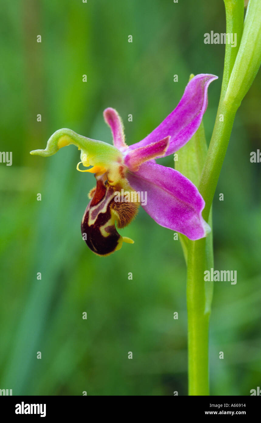 L'orchidée abeille, Ophrys apifera, l'auto pollinisation Banque D'Images