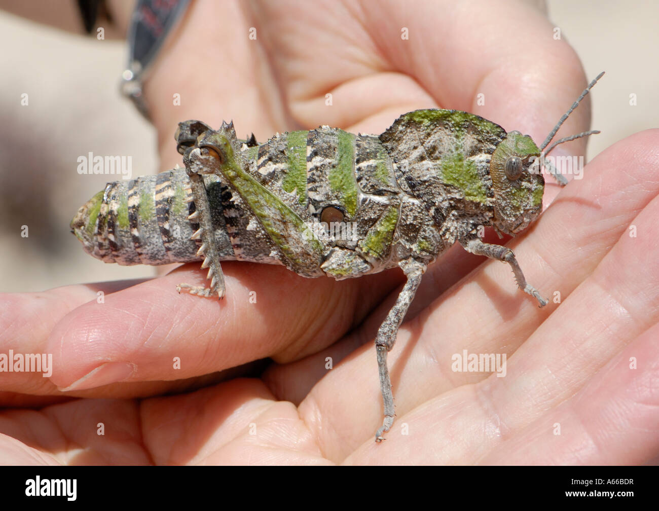 Un bel exemplaire de grande taille d'un crapaud Pamphagidae sauterelle Banque D'Images