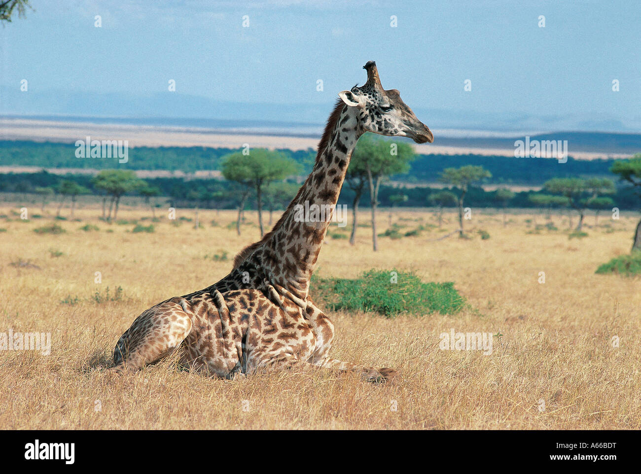 Girafe Masai assis le Masai Mara National Reserve Kenya Afrique de l'Est Banque D'Images