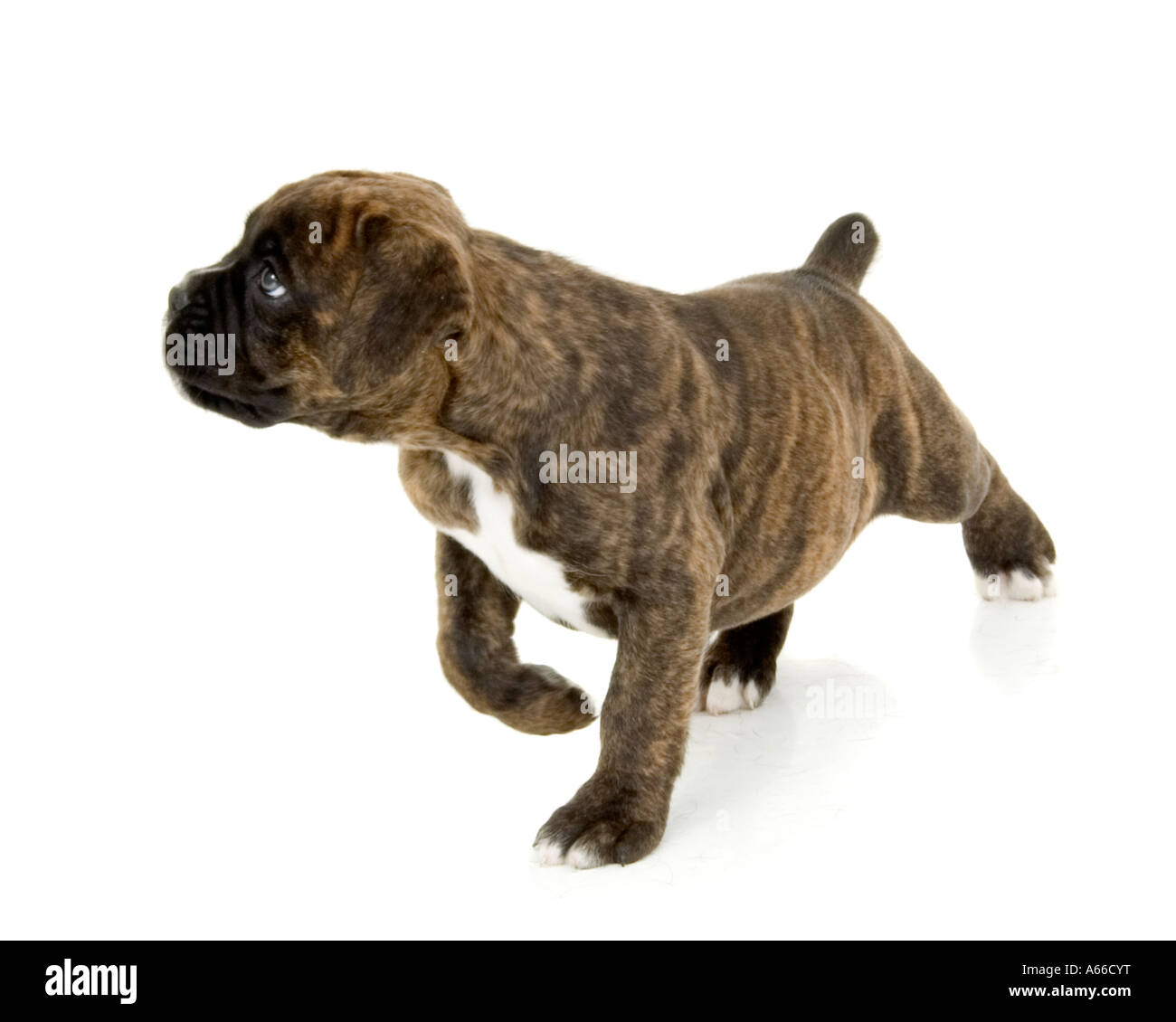 chiot chien Boxer Banque D'Images