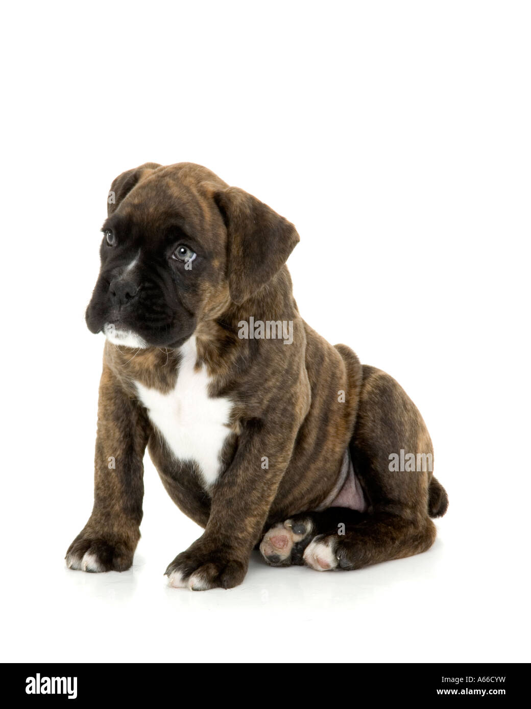 chiot chien Boxer Banque D'Images