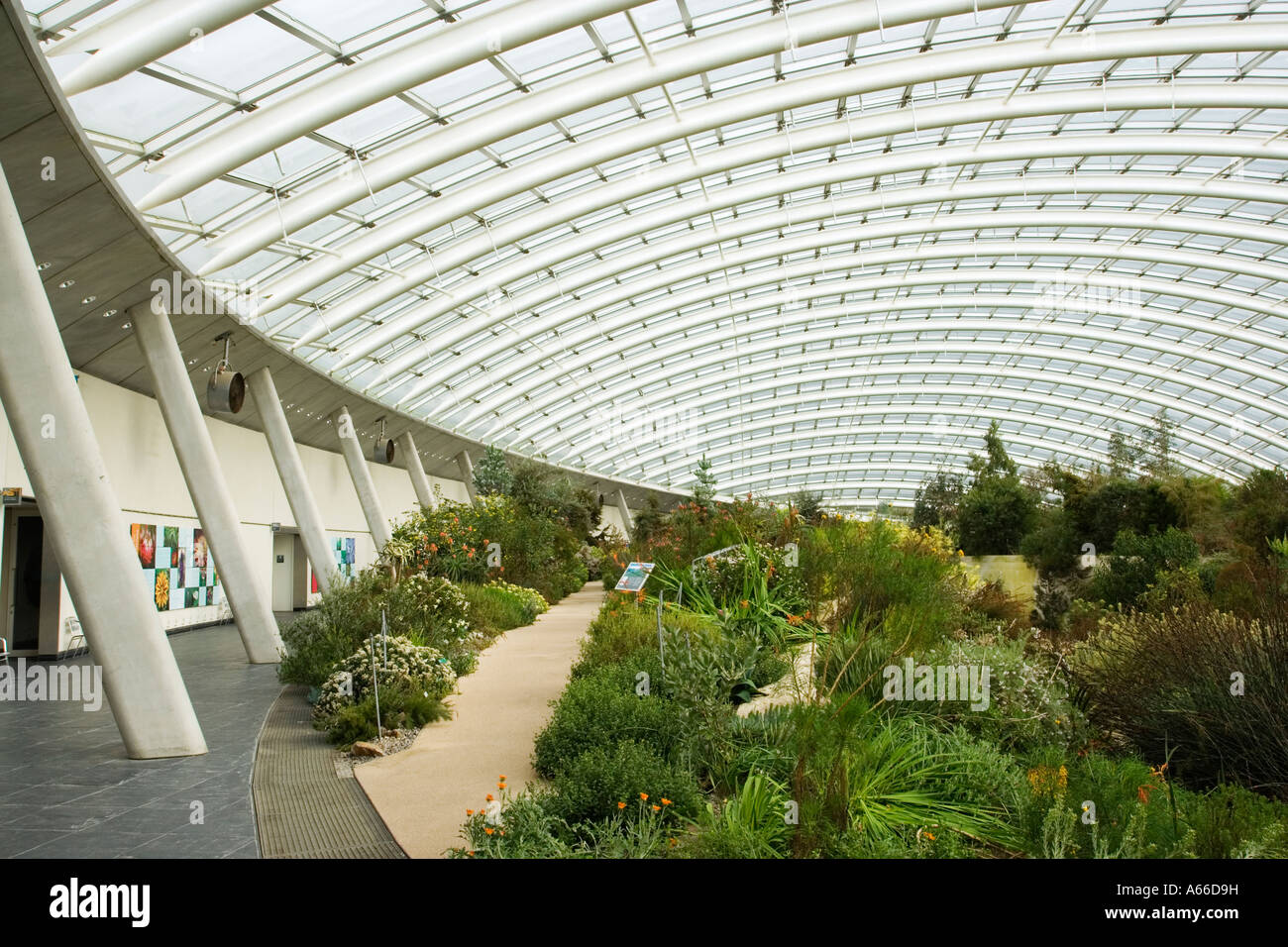 D'une grande serre interne , Jardin Botanique National du Pays de Galles Banque D'Images