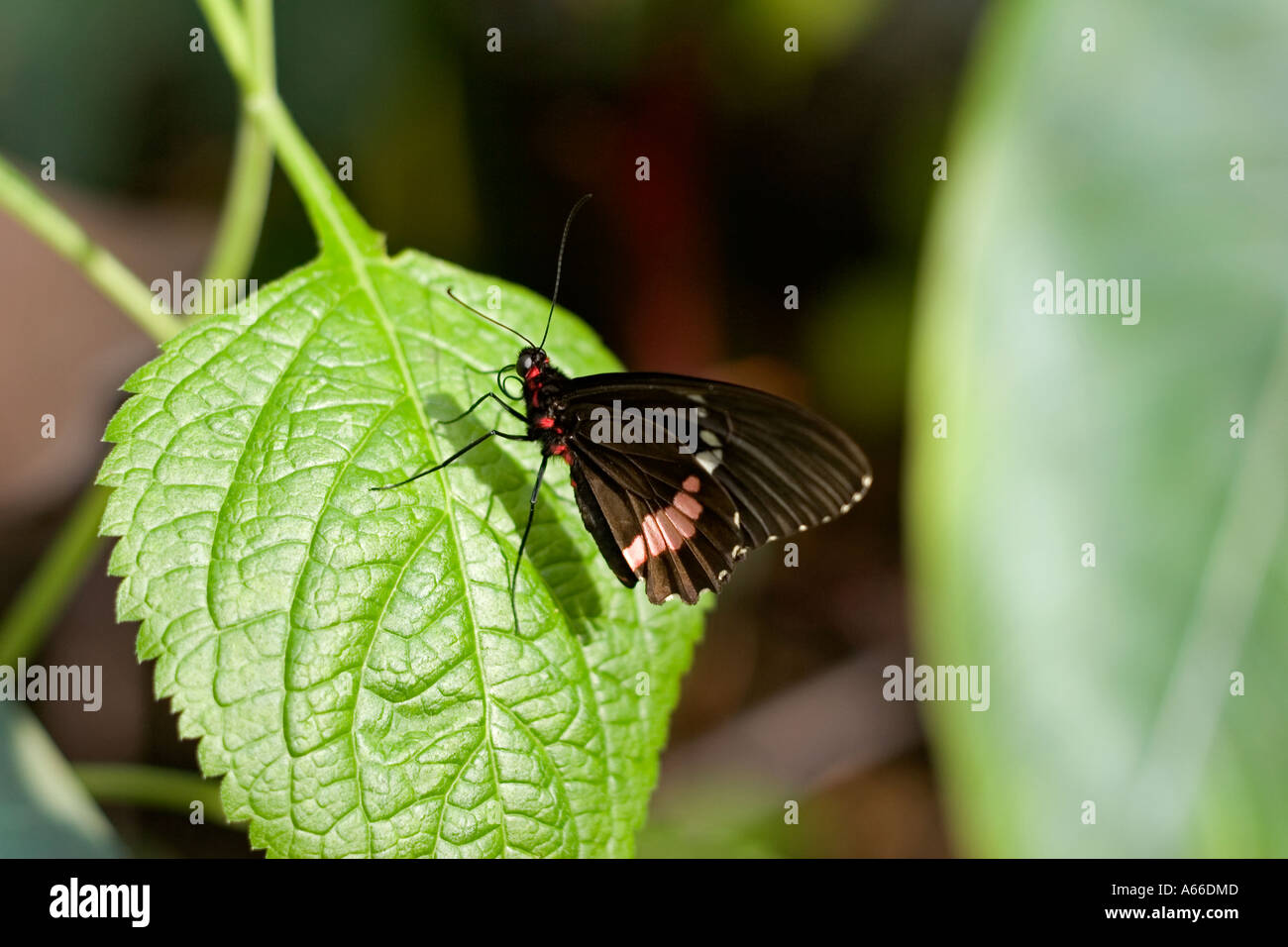 Papillon Mormon commun Banque D'Images