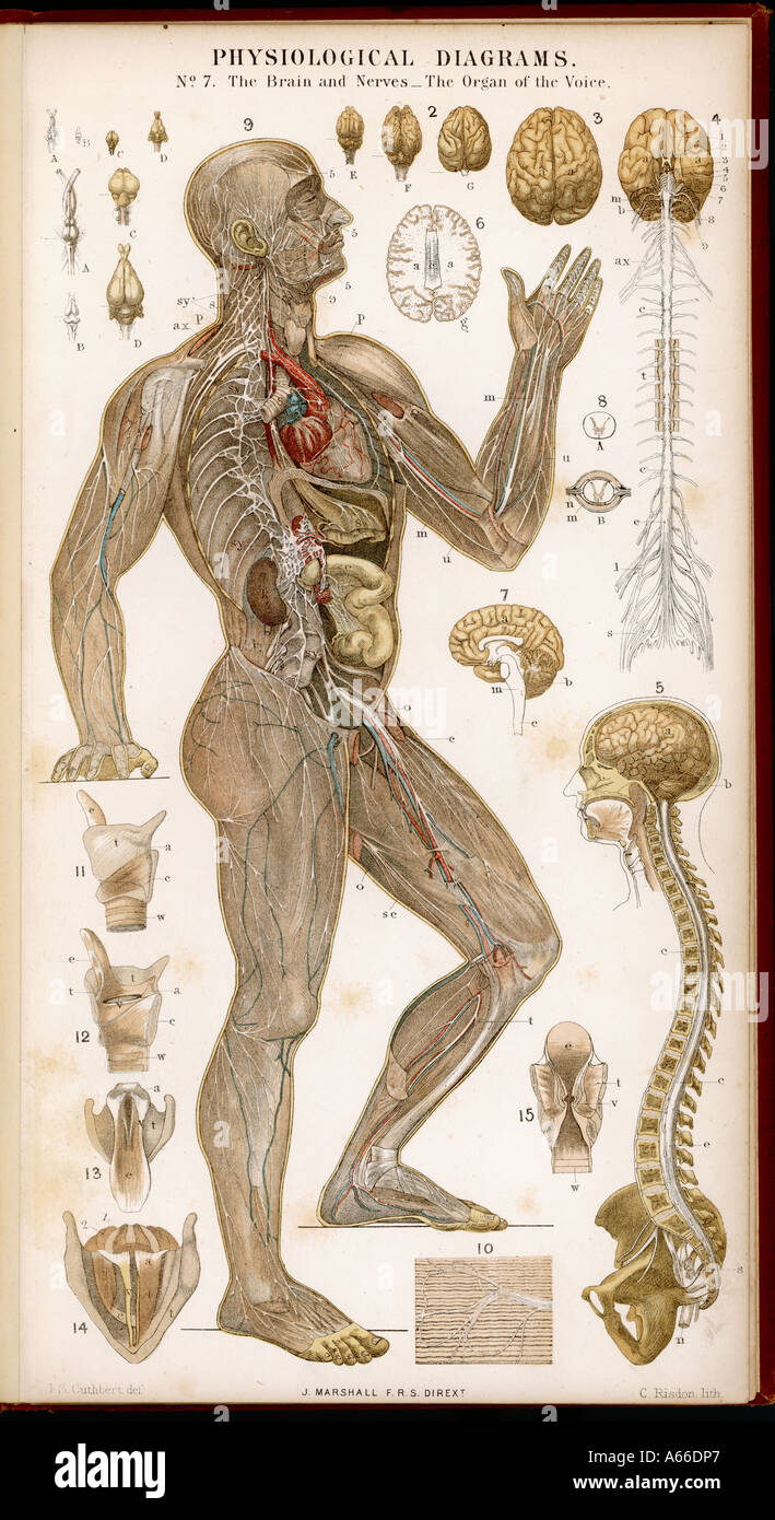Les nerfs du cerveau Voix Banque D'Images