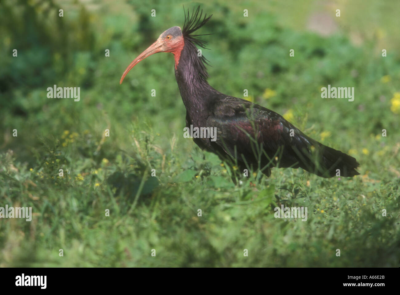 IBIS chauve Geronticus calvus Banque D'Images