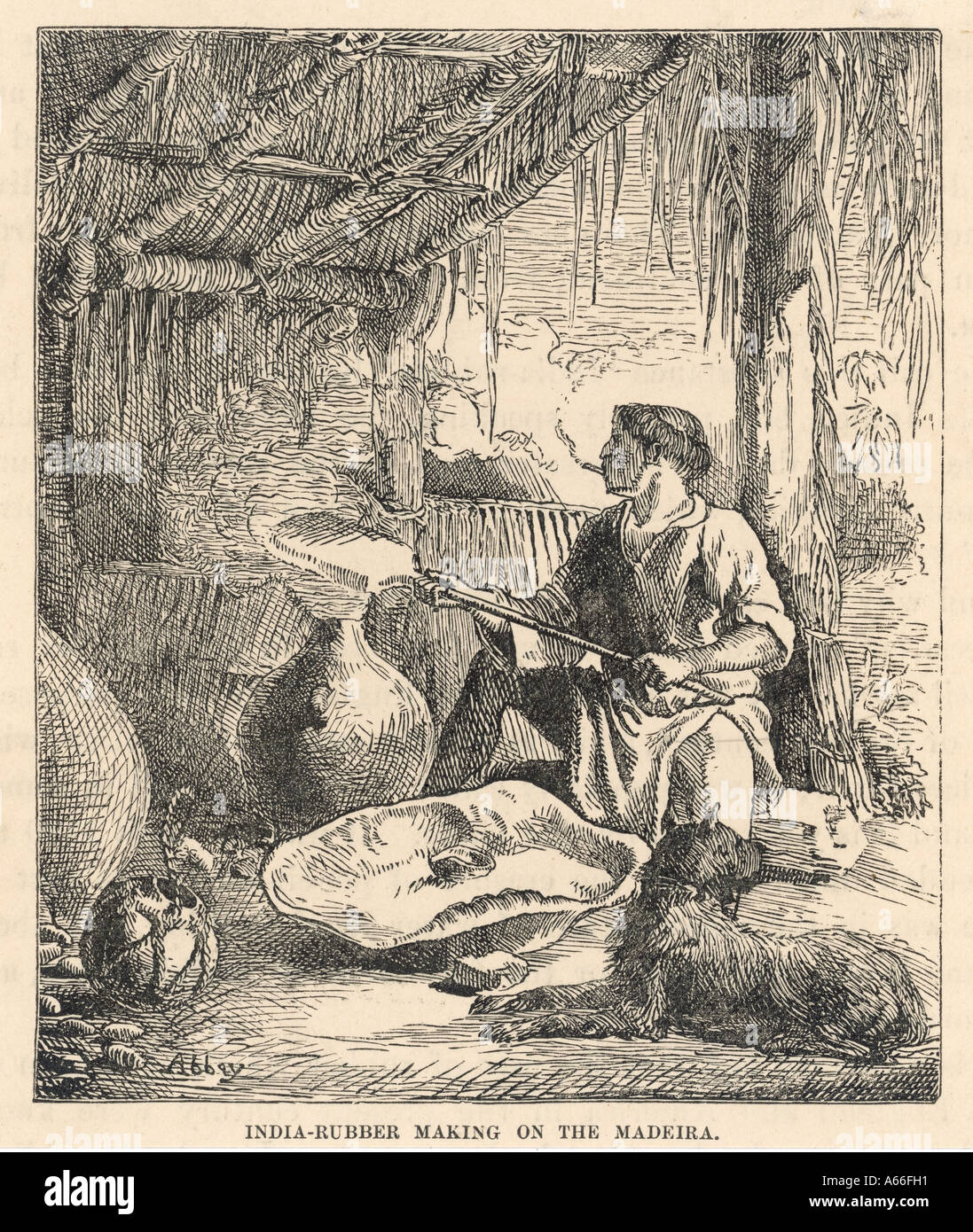 La production de caoutchouc au Brésil Banque D'Images