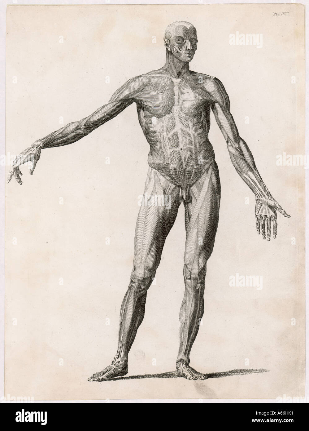 Corps Muscles anatomie Banque D'Images