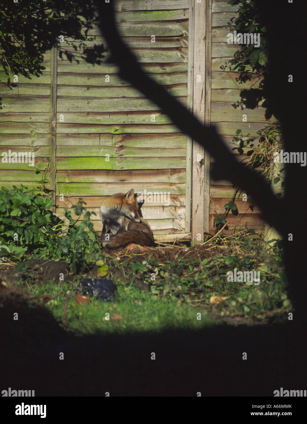 La faune urbaine : un renard roux (Vulpes vulpes) le toilettage au soleil au bout du jardin, 3 avenue Kenilworth, Oxford UK 2004 Banque D'Images