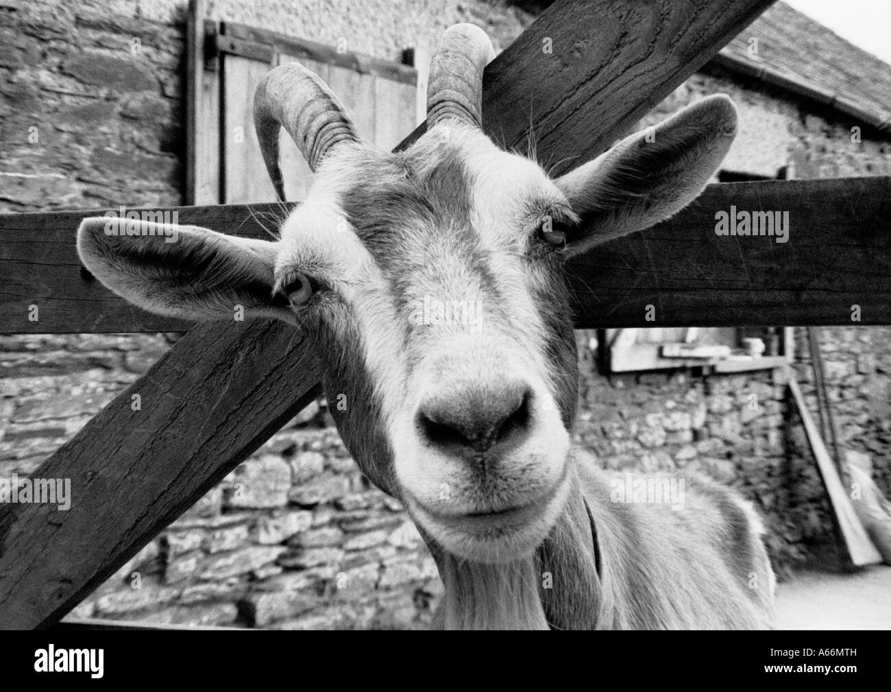 Goat head stuck in fence Banque d'images noir et blanc Alamy