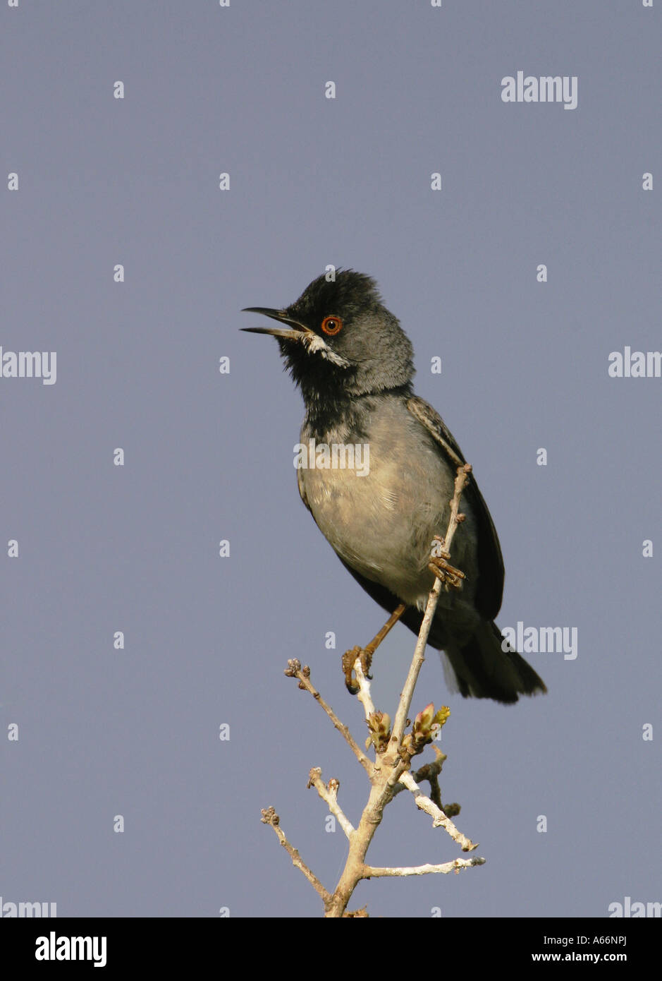 Ruppell's Warbler mâle chanteur Banque D'Images