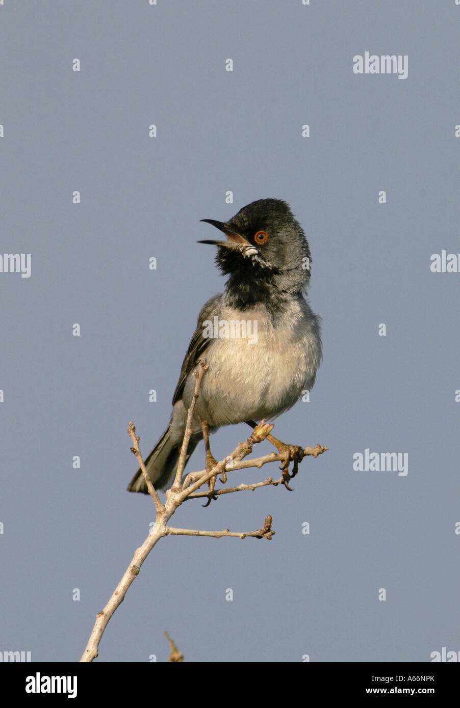 Ruppell's Warbler mâle chanteur Banque D'Images