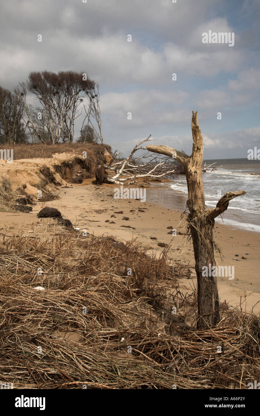Les dégâts causés par les tempêtes d'arbres sur une large plage de Benacre Suffolk Angleterre Banque D'Images