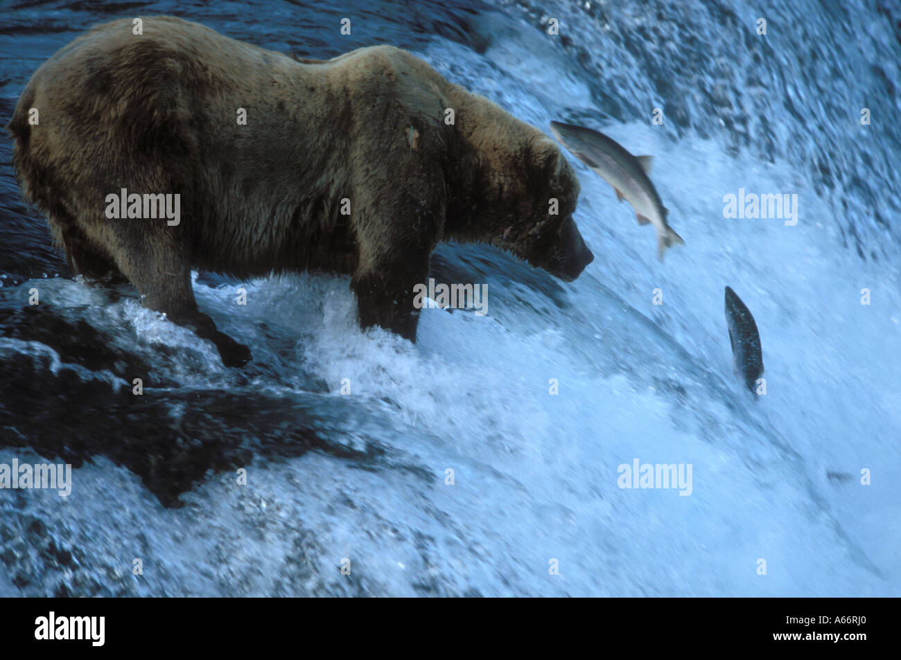 Ours brun (Ursus arctos) pêcher le saumon Brooks Falls Parc national de Katmai en Alaska Banque D'Images