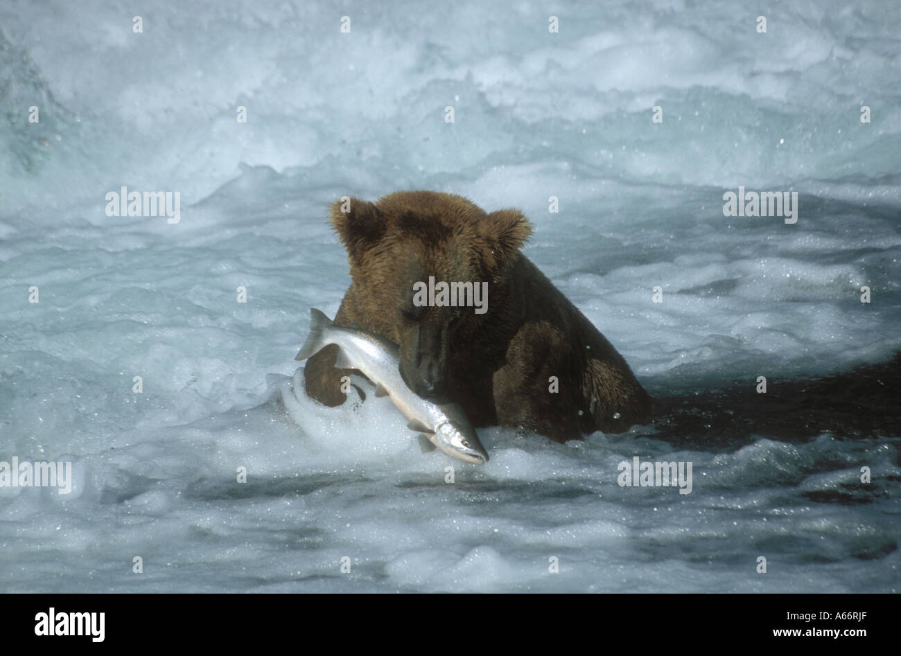 Ours brun (Ursus arctos) dans l'eau manger du saumon Brooks Falls Parc national atmai Alaska Banque D'Images
