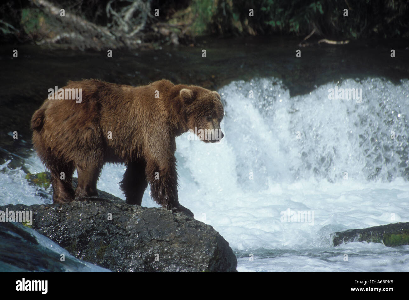 Ours brun (Ursus arctos) au-dessus de Brooks Falls attendent de sauter du saumon de l'Alaska Katmai national park Banque D'Images