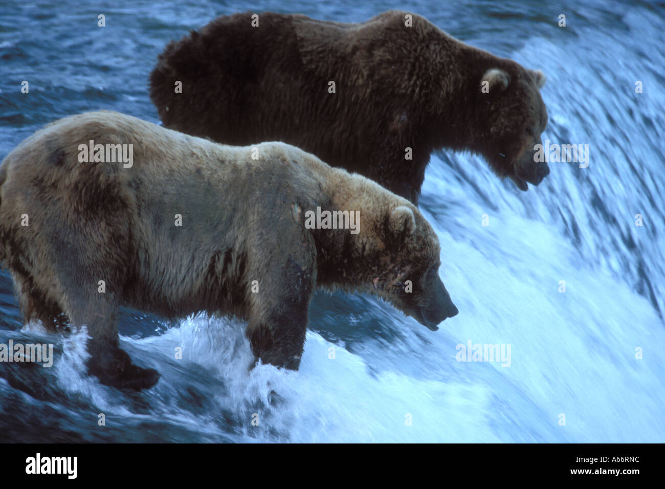 L'ours brun la pêche du saumon, Katmai NP. Alaska Banque D'Images