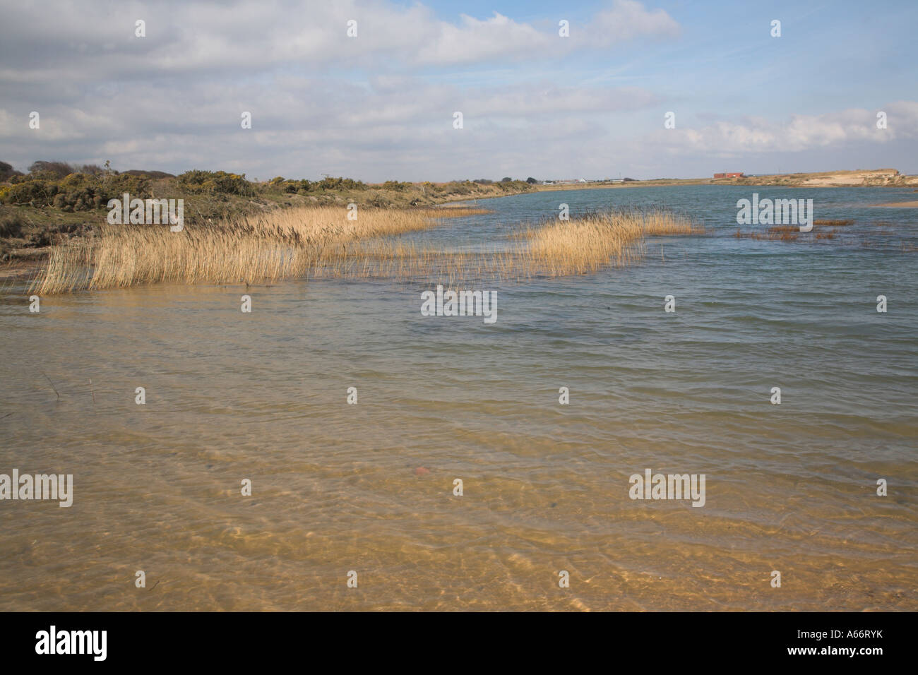 La lagune Denes, Benacre Ness, Suffolk, Angleterre Banque D'Images