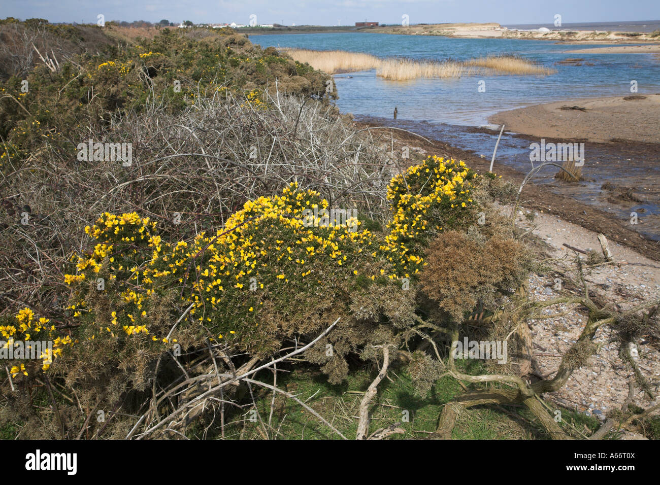 L'ajonc jaune lagon bush Le Denes, Benacre Ness, Suffolk, Angleterre Banque D'Images