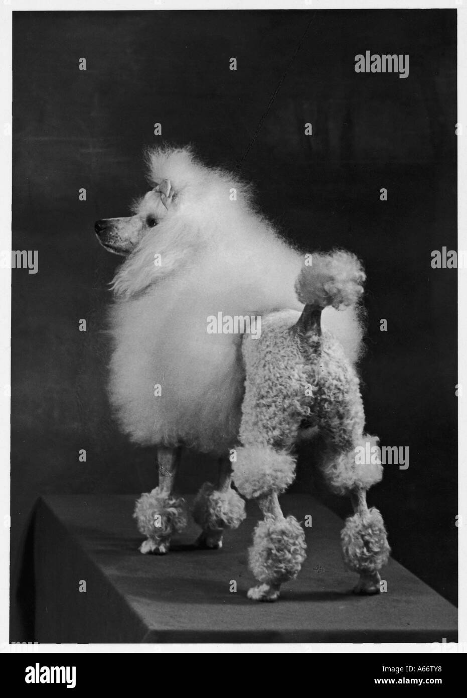 Mini automne Poodle Ardian Banque D'Images