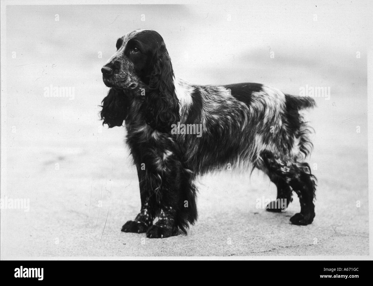 Crufts 1948 Gagnant de l'automne Banque D'Images