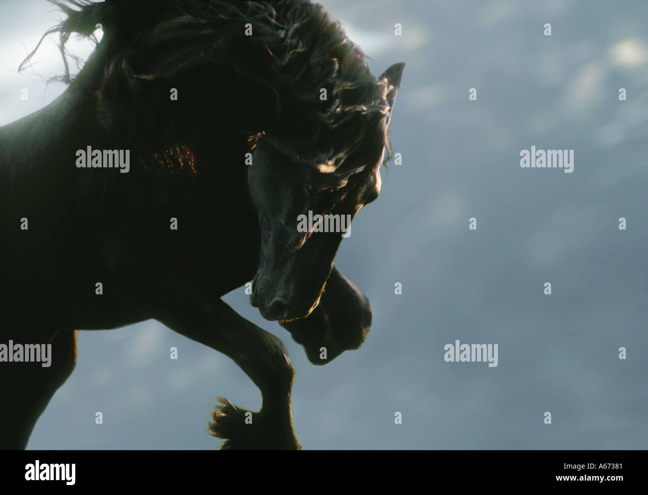 Close up étalon frison en action avec mane flying Banque D'Images