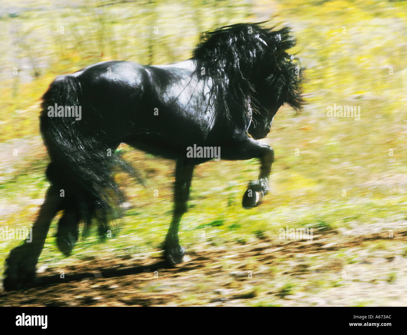Étalon frison trotte dans domaine de la couleur de l'automne Banque D'Images