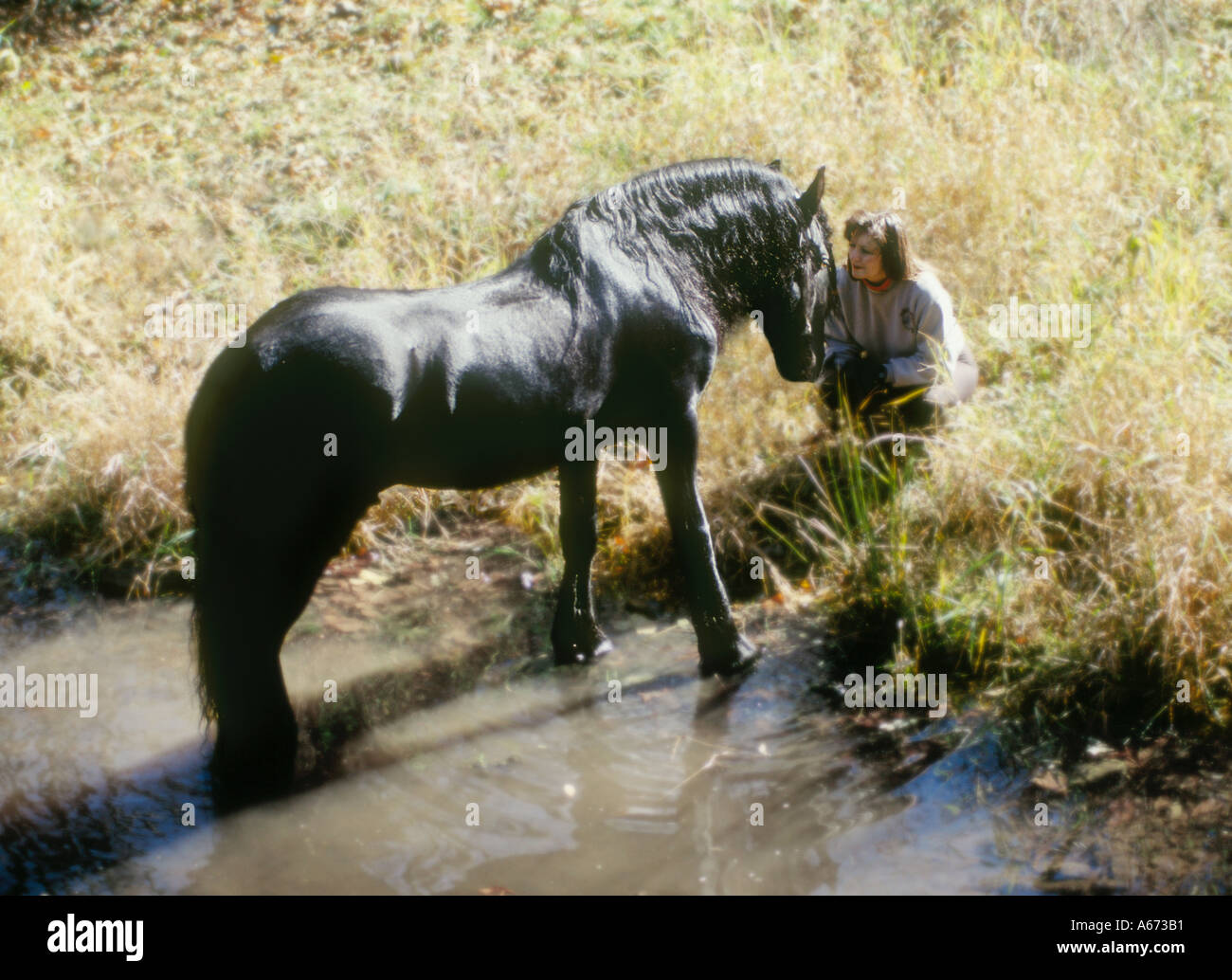 Femme avec Friesian stallion at Waters Edge Banque D'Images