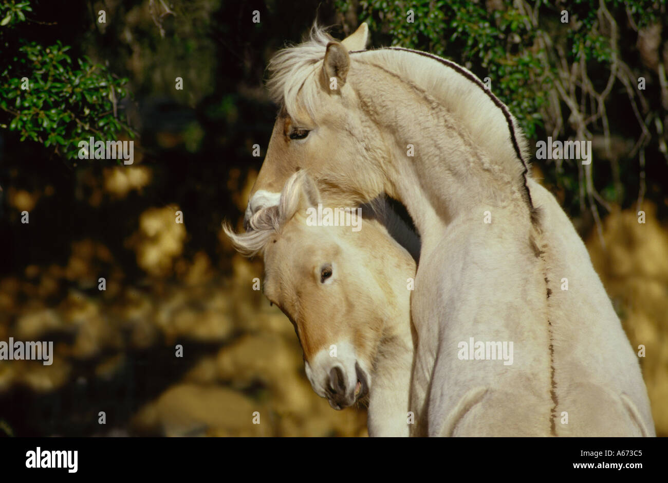 Norwegian Fjord Horse poulain jouer Banque D'Images