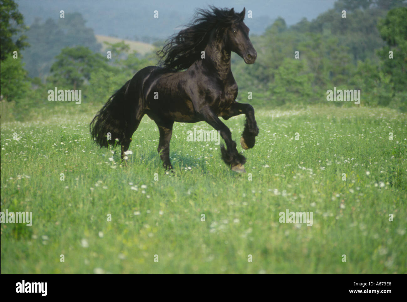 Friesian stallion dans champ de fleurs sauvages Banque D'Images