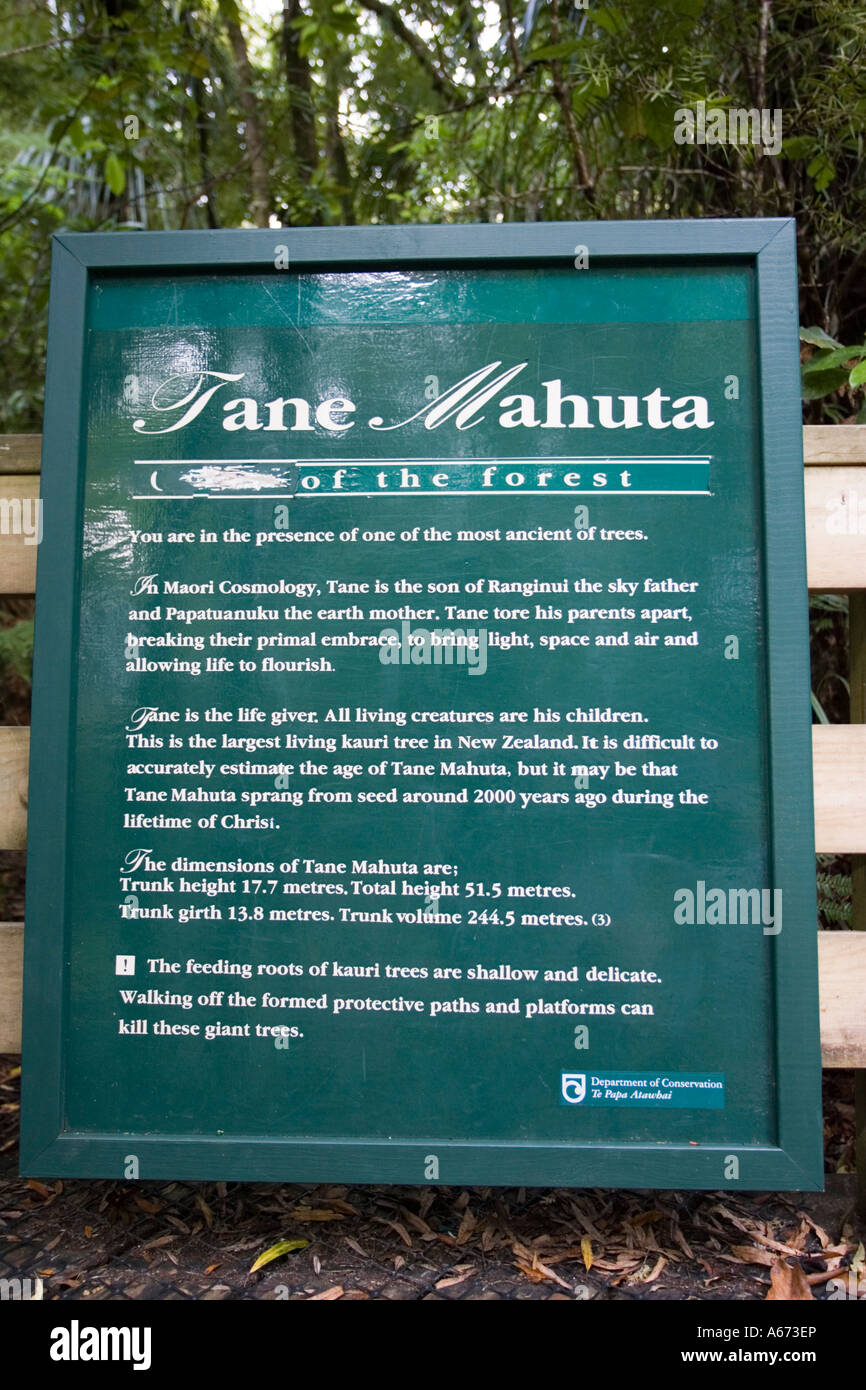 Pancarte Agathis australis à Tane Mahuta Waipoua Kauri Forest est néos-zélandais plus grand arbre kauri Banque D'Images